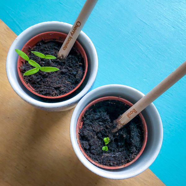 Matita piantabile - immagine 4