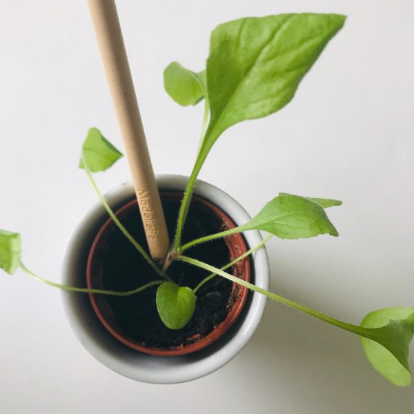 Matita piantabile - immagine 3