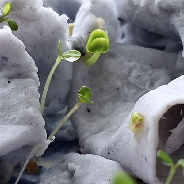 Biglietto di auguri piantabile - immagine 5